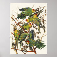 Vintage Audubon Carolina Parkiet Vogelkunst