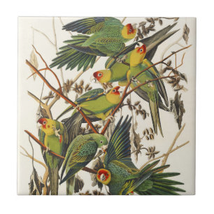 Vintage Audubon Carolina Parkiet Vogelkunst Tegeltje