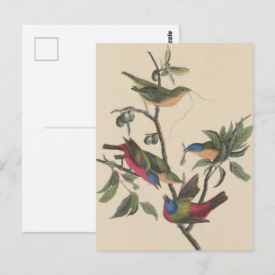 Vintage Audubon Geschilderde Bontvogel Kleurrijke  Briefkaart