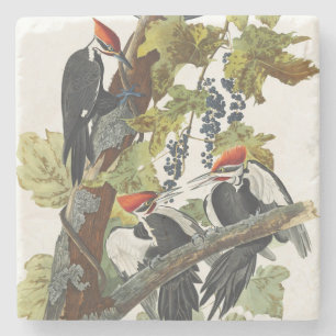 Vintage Audubon Grote Specht Vogelkunst Stenen Onderzetter