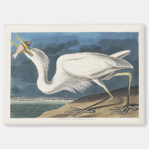 Vintage Audubon Grote Witte Reiger Vogelkunst Magneet