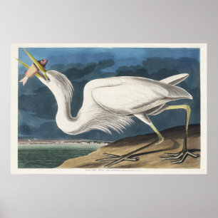 Vintage Audubon Grote Witte Reiger Vogelkunst Poster