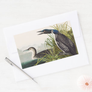 Vintage Audubon Grote Zaagbek Natuur Kunst Rechthoekige Sticker