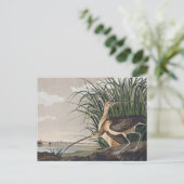 Vintage Audubon Langbekwulp Vogelkunst Briefkaart (Staand voorkant)