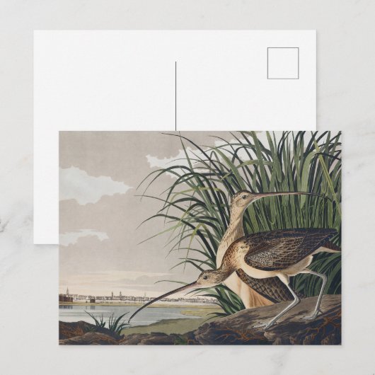 Vintage Audubon Langbekwulp Vogelkunst Briefkaart (Voorkant / Achterkant)