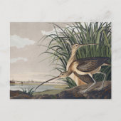 Vintage Audubon Langbekwulp Vogelkunst Briefkaart (Voorkant)