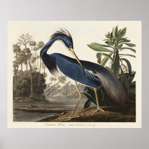 Vintage Audubon Louisiana Reiger Vogel Kunst Poster