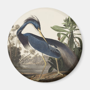 Vintage Audubon Louisianaanse Reiger Vogel Kunst Magneet