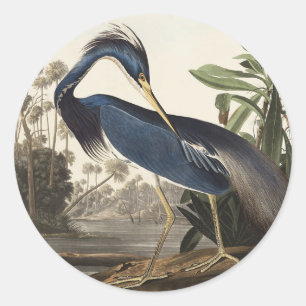 Vintage Audubon Louisianaanse Reiger Vogel Kunst Ronde Sticker