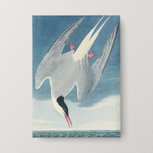 Vintage Audubon Noordse Stern Kustvogel Kunst Button