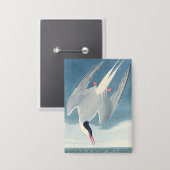 Vintage Audubon Noordse Stern Kustvogel Kunst Button (Voorkant / Achterkant)