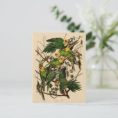 Vintage Audubon Parrot Briefkaart (Staand voorkant)