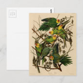 Vintage Audubon Parrot Briefkaart (Voorkant / Achterkant)