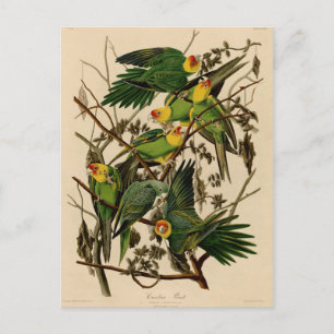 Vintage Audubon Parrot Briefkaart