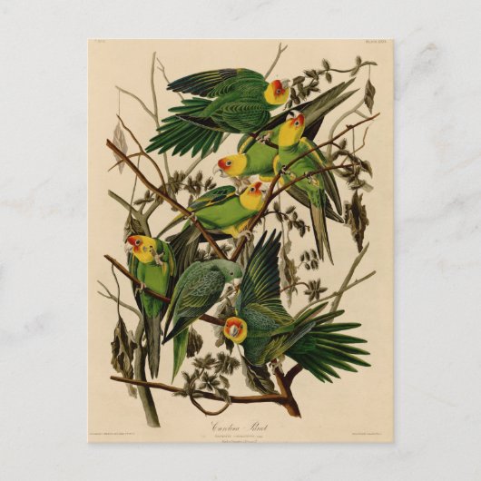 Vintage Audubon Parrot Briefkaart (Voorkant)