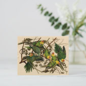 Vintage Audubon Parrot Briefkaart (Staand voorkant)