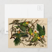 Vintage Audubon Parrot Briefkaart (Voorkant / Achterkant)