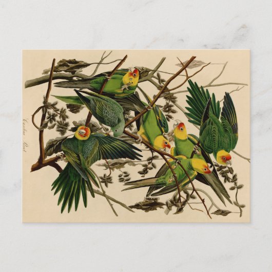 Vintage Audubon Parrot Briefkaart (Voorkant)