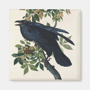 Vintage Audubon Raaf Vogel Natuur Kunst Magneet