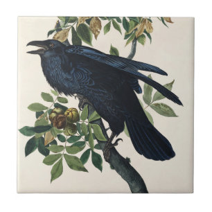 Vintage Audubon Raaf Vogel Natuur Kunst Tegeltje