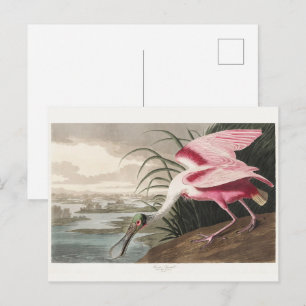 Vintage Audubon Rode Lepelaar Vogelkunst Briefkaart