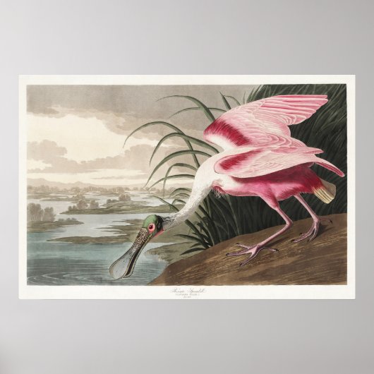 Vintage Audubon Rode Lepelaar Vogelkunst Poster (Voorkant)