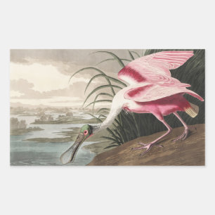Vintage Audubon Rode Lepelaar Vogelkunst Rechthoekige Sticker
