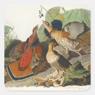 Vintage Audubon Ruige Boshoen Vogel Natuur Kunst Vierkante Sticker