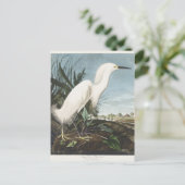 Vintage Audubon Sneeuwreiger Witte Reiger Vogel Ku Briefkaart (Staand voorkant)