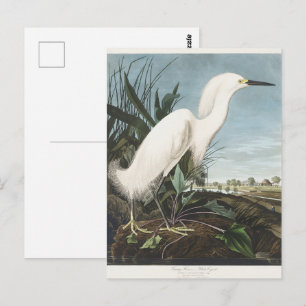 Vintage Audubon Sneeuwreiger Witte Reiger Vogel Ku Briefkaart