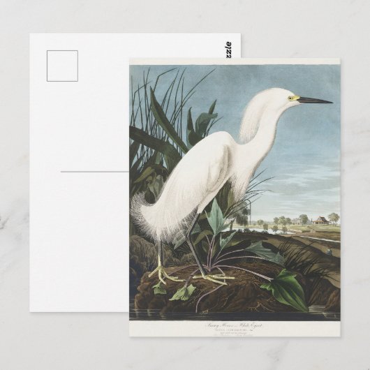 Vintage Audubon Sneeuwreiger Witte Reiger Vogel Ku Briefkaart (Voorkant / Achterkant)