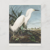 Vintage Audubon Sneeuwreiger Witte Reiger Vogel Ku Briefkaart (Voorkant)