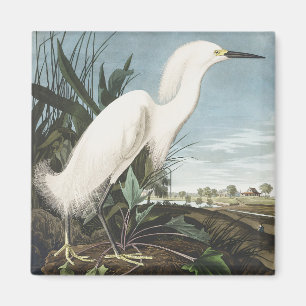 Vintage Audubon Sneeuwreiger Witte Reiger Vogel Ku Magneet