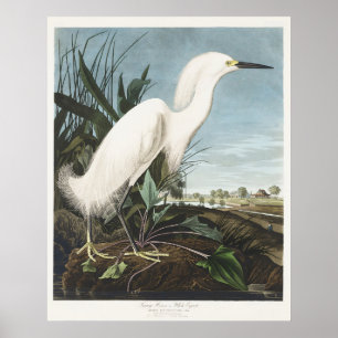Vintage Audubon Sneeuwreiger Witte Reiger Vogel Ku Poster