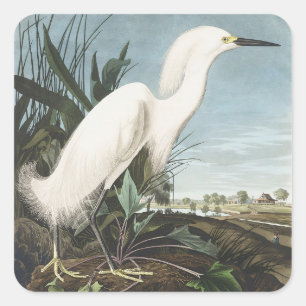 Vintage Audubon Sneeuwreiger Witte Reiger Vogel Ku Vierkante Sticker