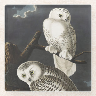 Vintage Audubon Sneeuwuil Nacht Vogel Kunst Glazen Onderzetter