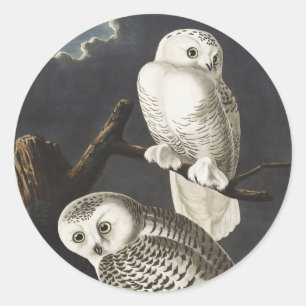Vintage Audubon Sneeuwuil Nacht Vogel Kunst Ronde Sticker