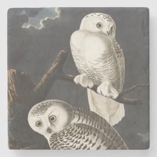 Vintage Audubon Sneeuwuil Nacht Vogel Kunst Stenen Onderzetter