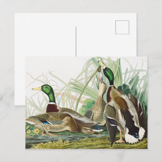 Vintage Audubon Wilde Eend Natuur Kunst Briefkaart (Voorkant / Achterkant)