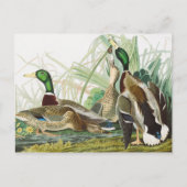 Vintage Audubon Wilde Eend Natuur Kunst Briefkaart (Voorkant)