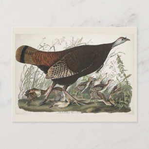Vintage Audubon Wilde Kalkoense Hen & Jong Kunst Briefkaart