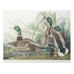 Vintage Audubon-wildlife-kunst over de wilde eend Notitieblok