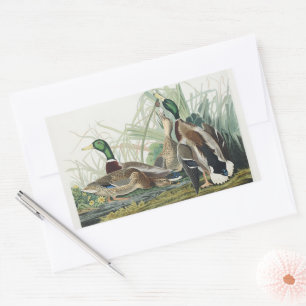 Vintage Audubon-wildlife-kunst over de wilde eend Rechthoekige Sticker