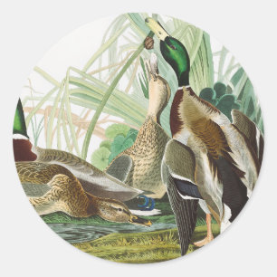 Vintage Audubon-wildlife-kunst over de wilde eend Ronde Sticker