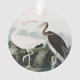 Vintage Audubon Witte Ibis Vogel Natuur Kunst Ornament