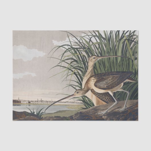 Vintage Audubon Wulp Vogel Kunst Tissuepapier (Voorkant)