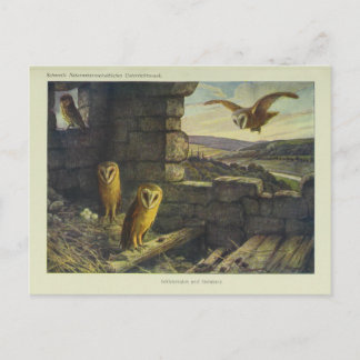 Vintage Barn Owls Art Briefkaart