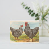 Vintage "Barred Plymouth Rock Chickens" Briefkaart (Staand voorkant)