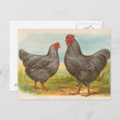 Vintage "Barred Plymouth Rock Chickens" Briefkaart (Voorkant / Achterkant)