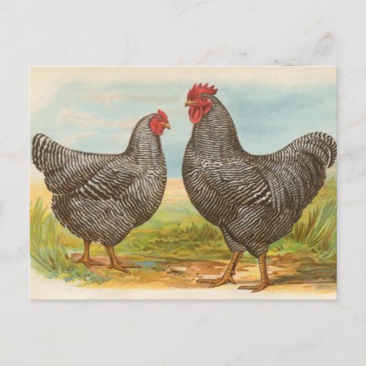 Vintage "Barred Plymouth Rock Chickens" Briefkaart (Voorkant)